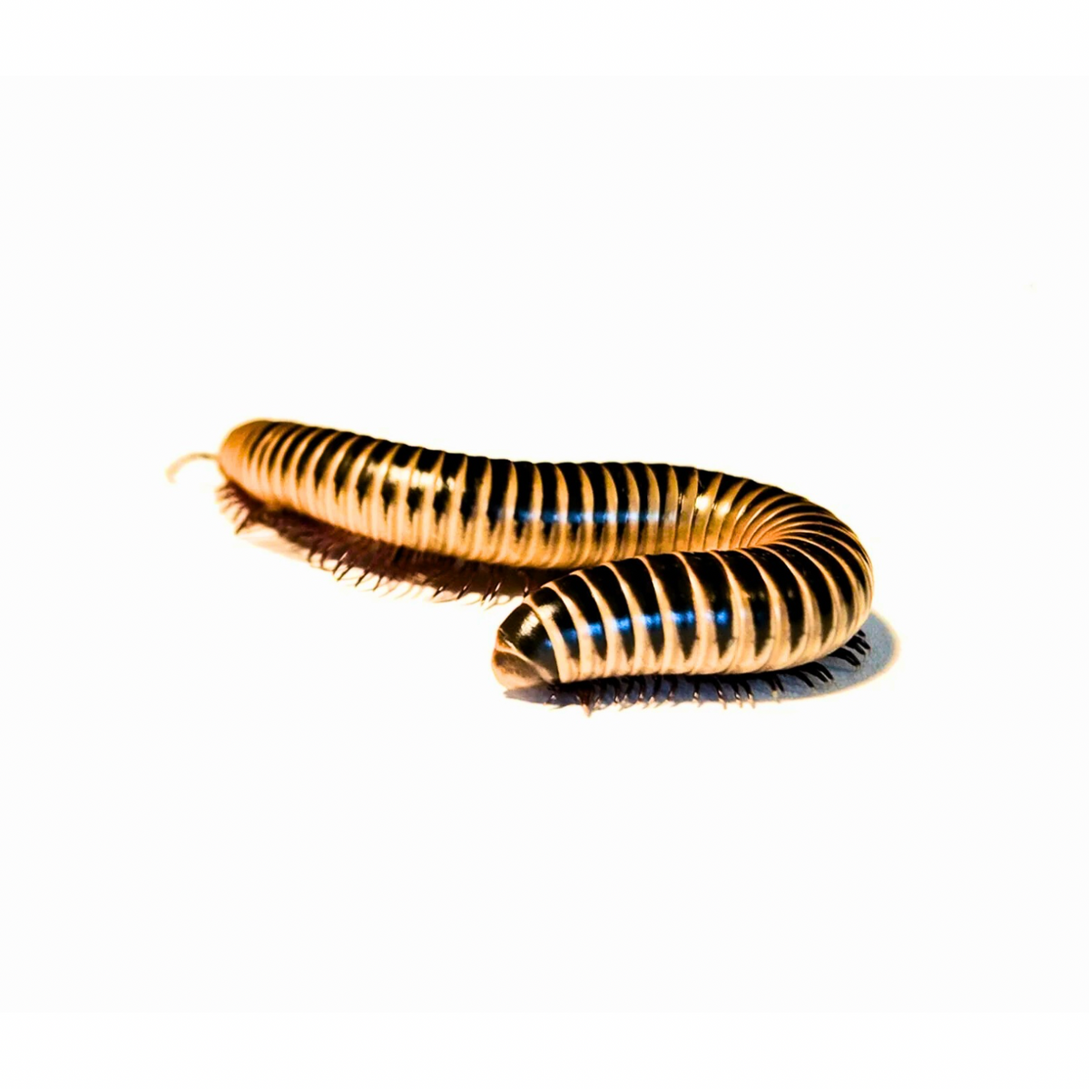 Ivory Millipede