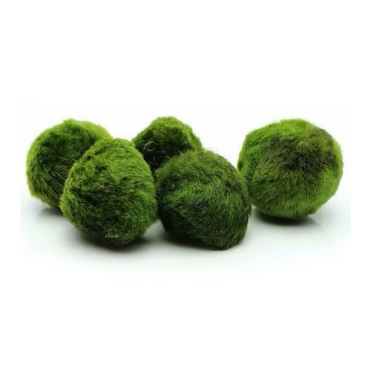 Marimo Moss Ball