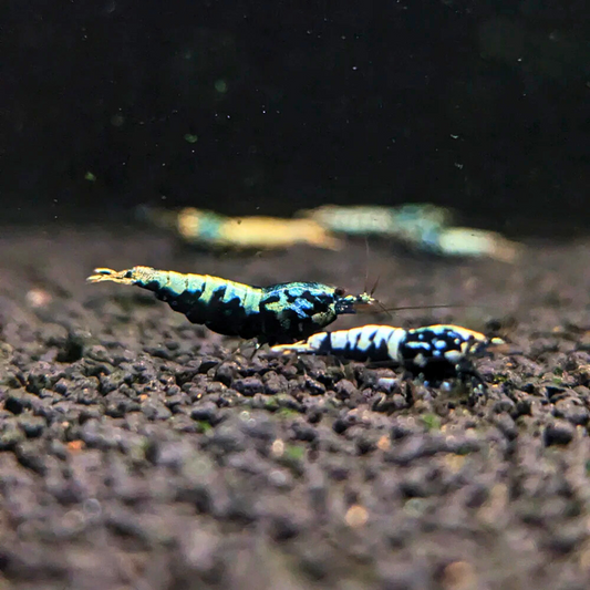 Boa