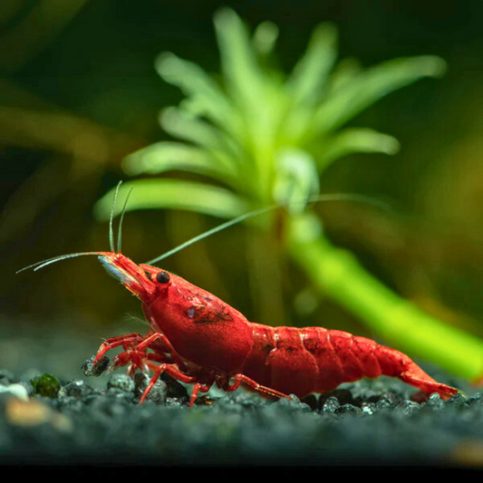 Fire Red