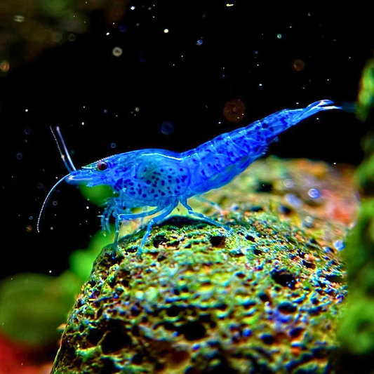 Blue Dream