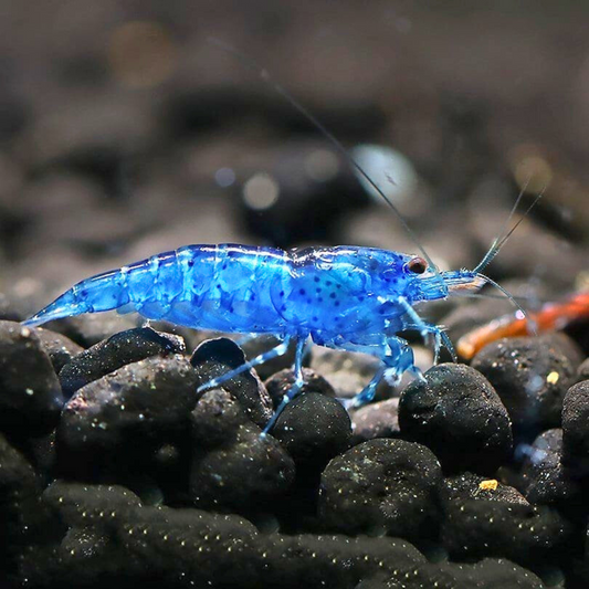 Blue Velvet