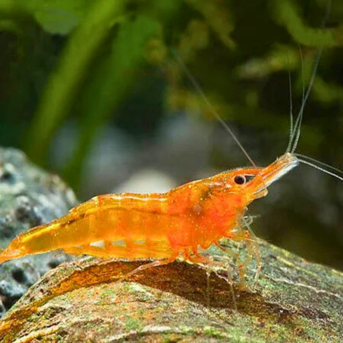Orange Sunkist