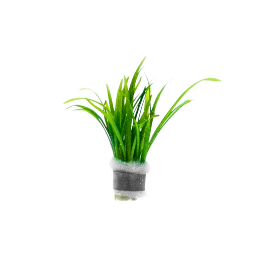 Dwarf Sagittaria