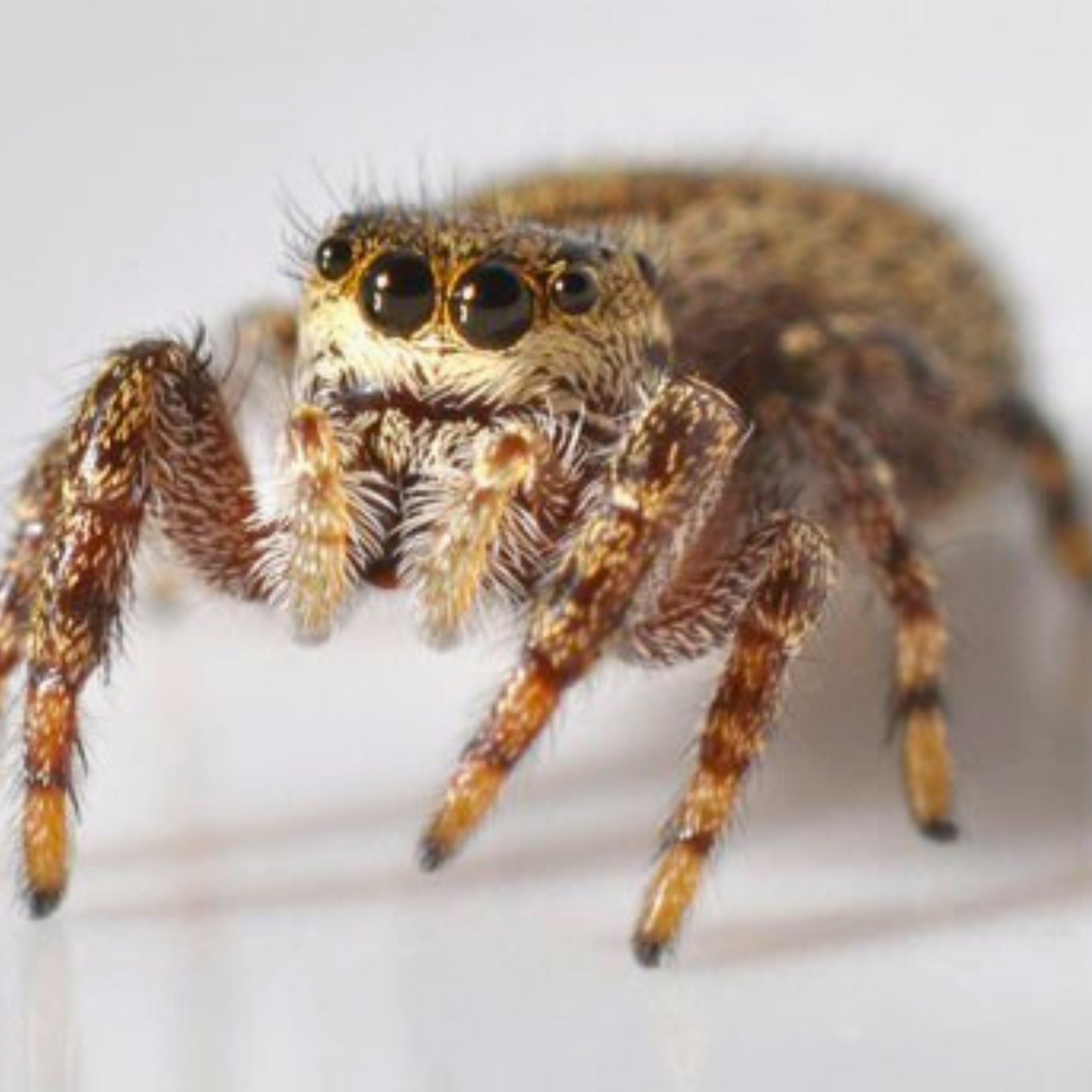 Pelegrina aeneola