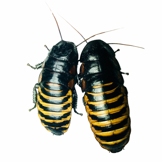 Tiger Hissing Cockroaches