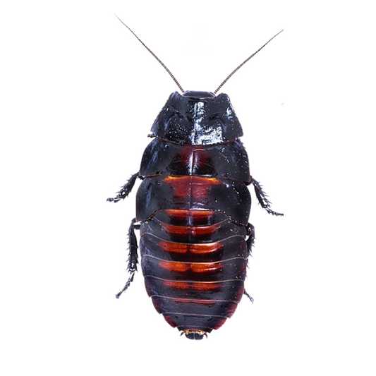 Flat Horned Hissing Cockroaches