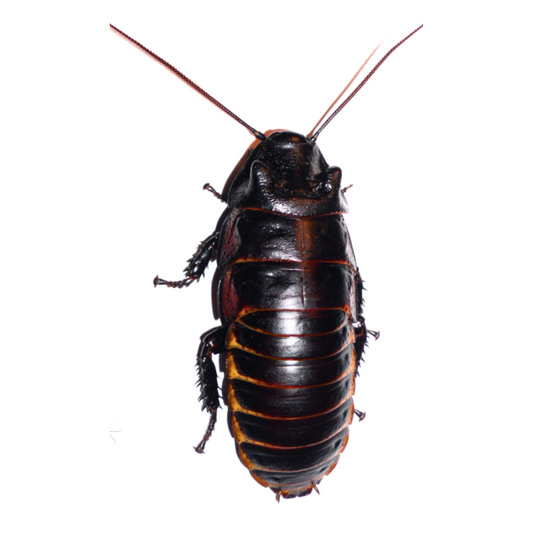Vibrant Hissing Cockroaches