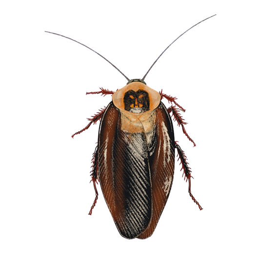 Death's Head Cockroach