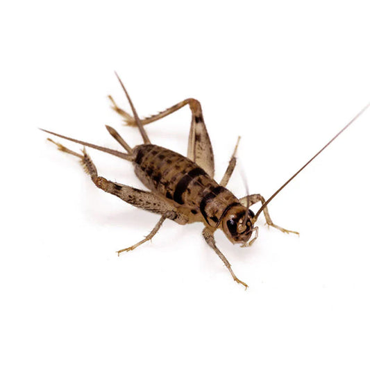 Medium Banded Crickets