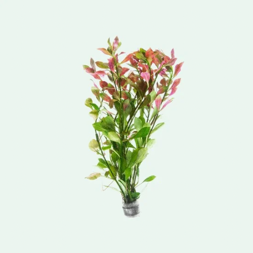 ludwigia repens red and green