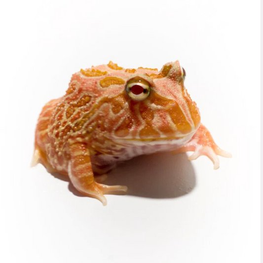 Strawberry Pac-Man Frog