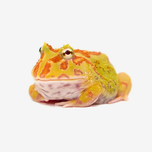 Albino Pac-Man Frog