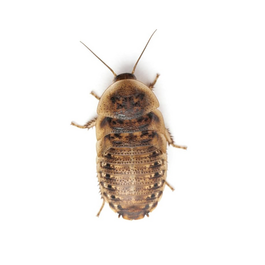 Dubai Roaches