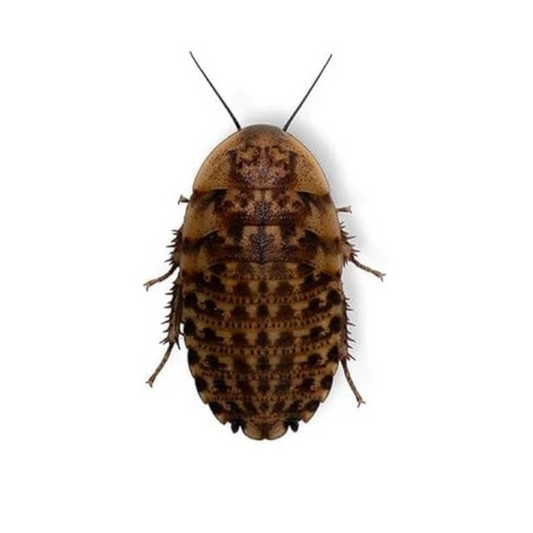 Discoid Roaches