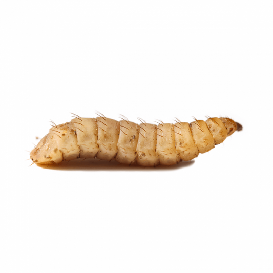 Phoenix Worms (calci worms)