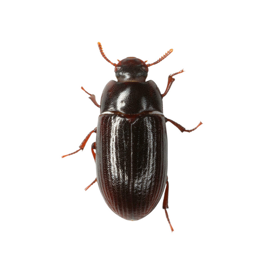 Lesser mealworm (Buffalo Beetles)