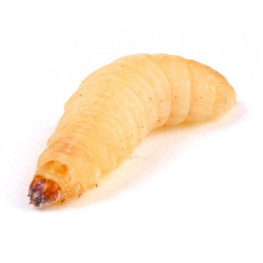 Wax Worms