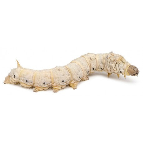 Silkworm