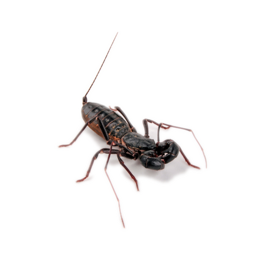 Vinegaroon