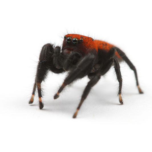 Apache Jumping Spider