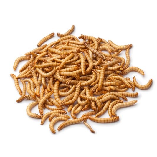 Mealworms